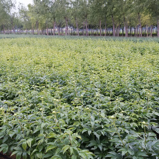 TÈ BIANCO BIOLOGICO E EU PAI MU TAN/PEONIA BIANCA 6900/6901/6902/6903/6904